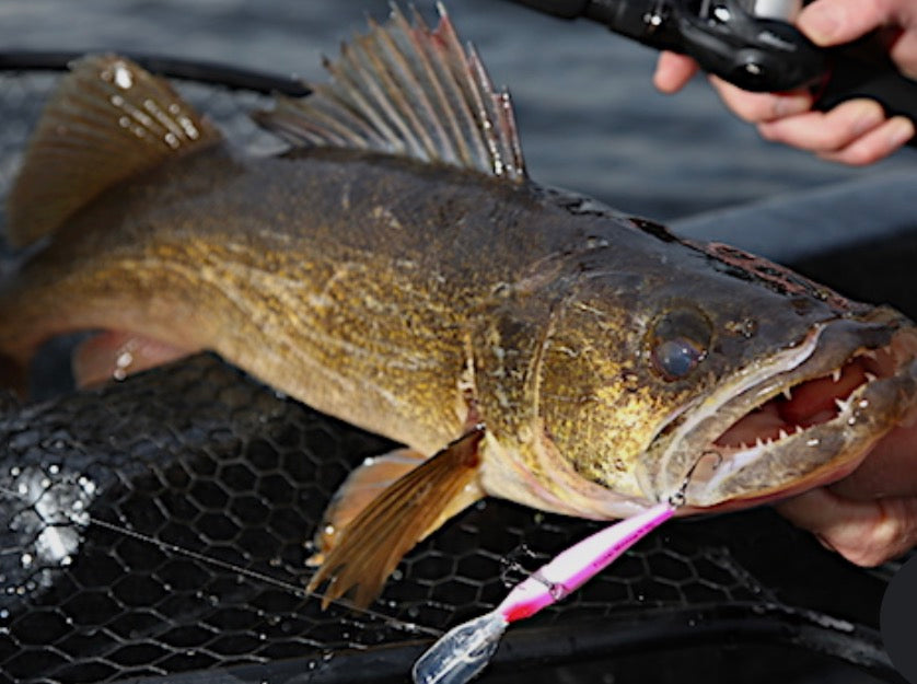 MagRelease - Walleye